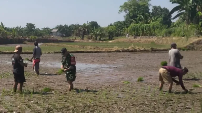 Dorong Semangat Petani Desa Julubori, Babinsa Koramil 1409-05/Pallangga Lakukan Pendampingan Penanaman Padi f bgt f grbr vtbtb eff t etbr5tttbt