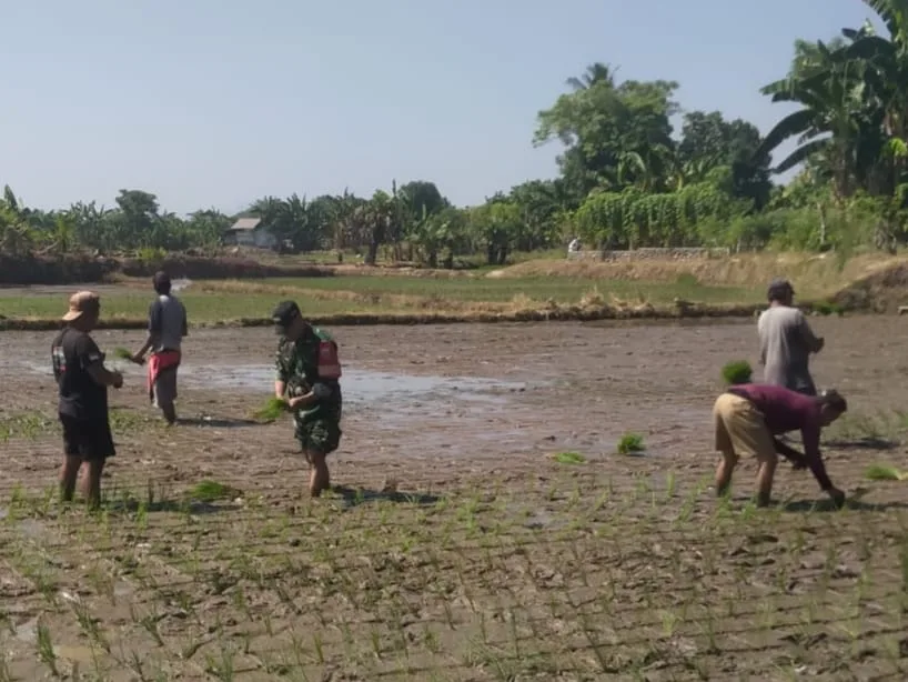 Dorong Semangat Petani Desa Julubori, Babinsa Koramil 1409-05/Pallangga Lakukan Pendampingan Penanaman Padi f bgt f grbr vtbtb eff t etbr5tttbt