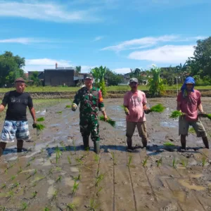 Tingkatkan Ketahanan Pangan Nasional, Babinsa Koramil 1409-05/Pallangga Dampingi Penanaman Padi di Gowa