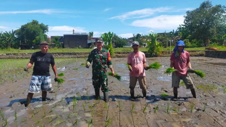 Tingkatkan Ketahanan Pangan Nasional, Babinsa Koramil 1409-05/Pallangga Dampingi Penanaman Padi di Gowa