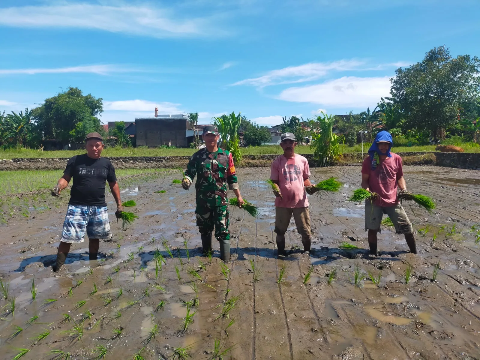 Tingkatkan Ketahanan Pangan Nasional, Babinsa Koramil 1409-05/Pallangga Dampingi Penanaman Padi di Gowa