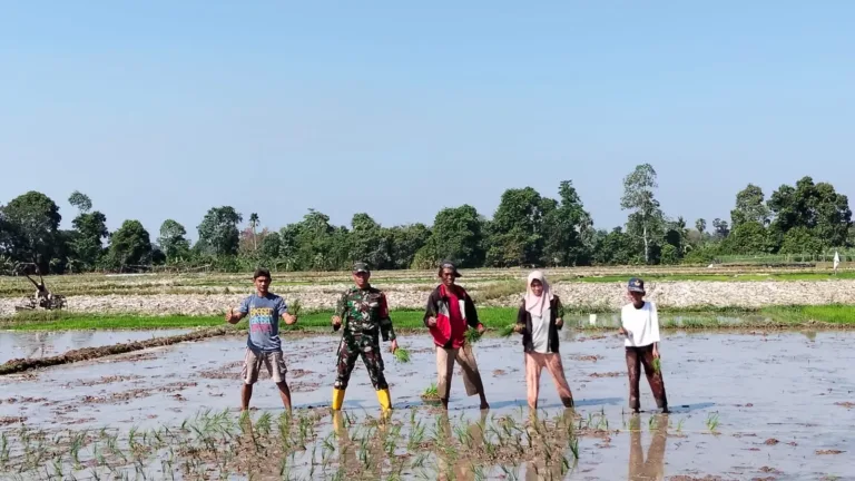 Perkuat Swasembada Pangan, Babinsa Koramil Pallangga Dampingi Penanaman Padi Poktan Moncong Putih di Gowa