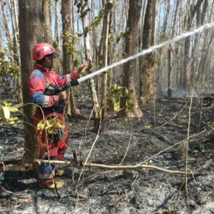 Aksi Cepat Babinsa dan Damkar Padamkan Kebakaran Lahan Seluas 1 Hektar di Gowa