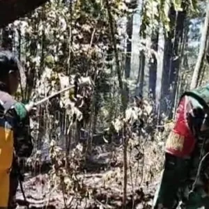 Kesigapan Babinsa Bersama Warga Selamatkan Lahan Pinus dan Kopi dari Amukan Si Jago Merah