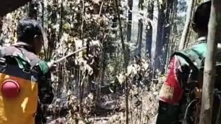 Kesigapan Babinsa Bersama Warga Selamatkan Lahan Pinus dan Kopi dari Amukan Si Jago Merah
