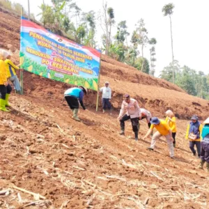 Polri Dukung Ketahanan Pangan! Polsek Sukawening Optimalkan Dua Hektare Lahan Jagung