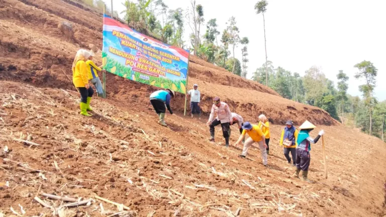 Polri Dukung Ketahanan Pangan! Polsek Sukawening Optimalkan Dua Hektare Lahan Jagung