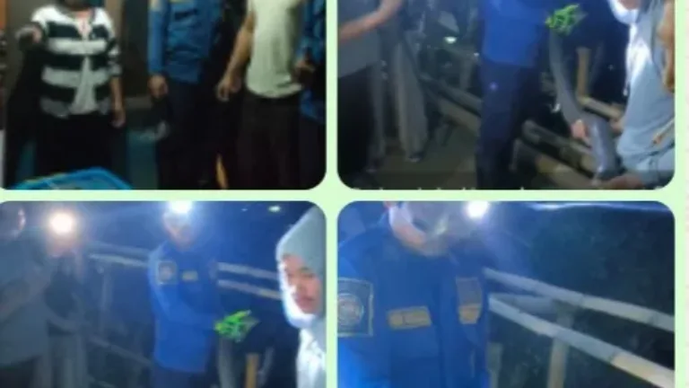 UPT Damkarmat Limbangan Evakuasi Ular Sepanjang 5 Meter di Cihanjuang