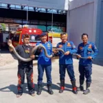 Warga Cihanjuang Serahkan King Kobra Sepanjang 5 Meter kepada Pencinta Reptil Sabodo Di Kantor Damkar.