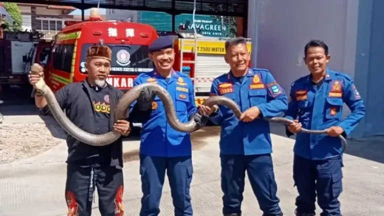 Warga Cihanjuang Serahkan King Kobra Sepanjang 5 Meter kepada Pencinta Reptil Sabodo Di Kantor Damkar.