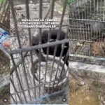 Satwa Bumi Kedaton Dievakuasi BKSDA, 4 Hewan Dipindahkan dan 2 Masih Sakit