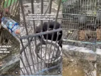Satwa Bumi Kedaton Dievakuasi BKSDA, 4 Hewan Dipindahkan dan 2 Masih Sakit