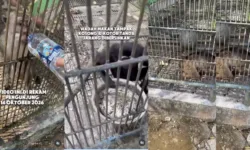 Satwa Bumi Kedaton Dievakuasi BKSDA, 4 Hewan Dipindahkan dan 2 Masih Sakit