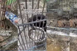 Satwa Bumi Kedaton Dievakuasi BKSDA, 4 Hewan Dipindahkan dan 2 Masih Sakit