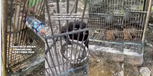 Satwa Bumi Kedaton Dievakuasi BKSDA, 4 Hewan Dipindahkan dan 2 Masih Sakit