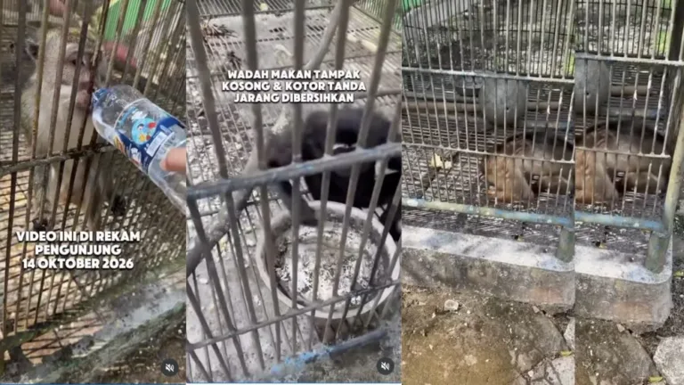 Satwa Bumi Kedaton Dievakuasi BKSDA, 4 Hewan Dipindahkan dan 2 Masih Sakit