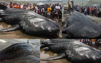 Hiu Paus 9 Meter Terdampar di Parangkusumo, Mati dan Dikubur Usai Nekropsi