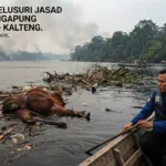 Jasad Orangutan Mengapung di Sungai Kumai Belum Ditemukan, Dugaan Dua Satwa Mati Disorot
