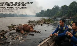 Jasad Orangutan Mengapung di Sungai Kumai Belum Ditemukan, Dugaan Dua Satwa Mati Disorot