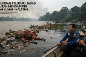 Jasad Orangutan Mengapung di Sungai Kumai Belum Ditemukan, Dugaan Dua Satwa Mati Disorot